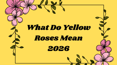 What Do Yellow Roses Mean